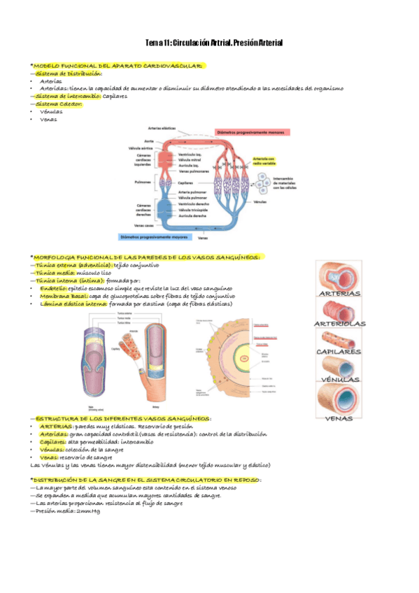 Miniatura del documento TEMA-11-FISIOLOGIA.pdf