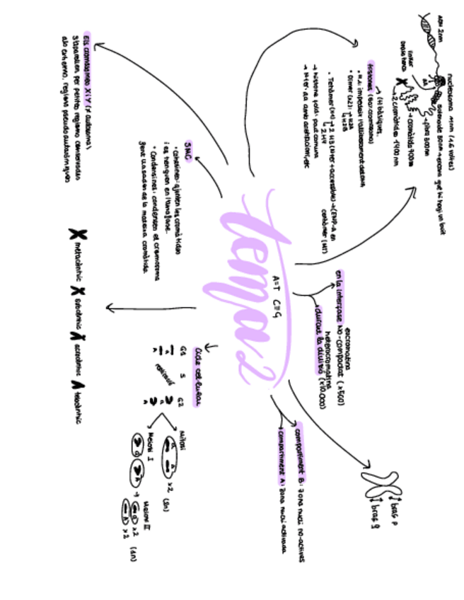 Miniatura del documento Mapas-Conceptuales-FINAL-De-Genetica-2.pdf