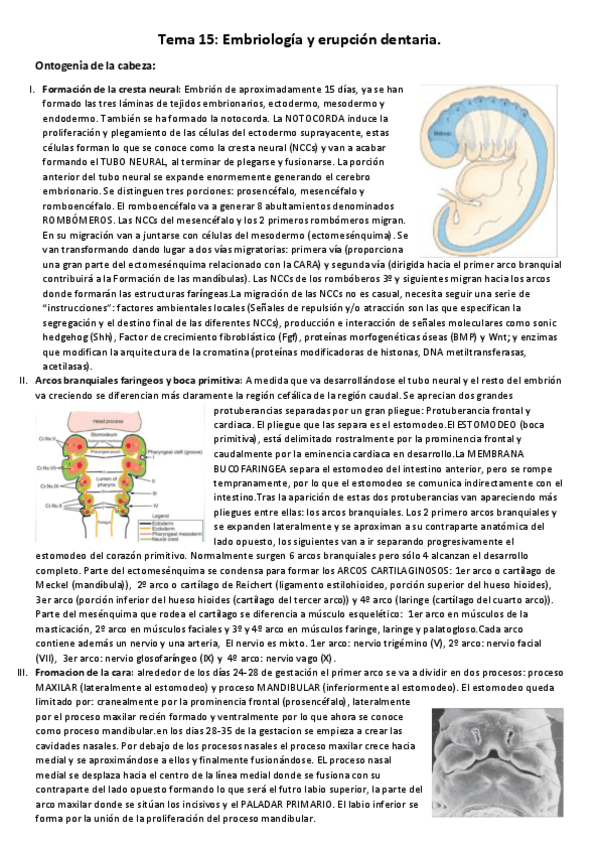 Miniatura del documento Tema 15 Embriologia dental..pdf