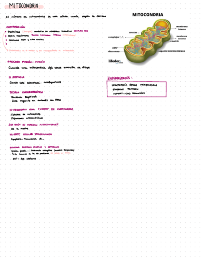 Miniatura del documento Mitocondria-esquema.pdf