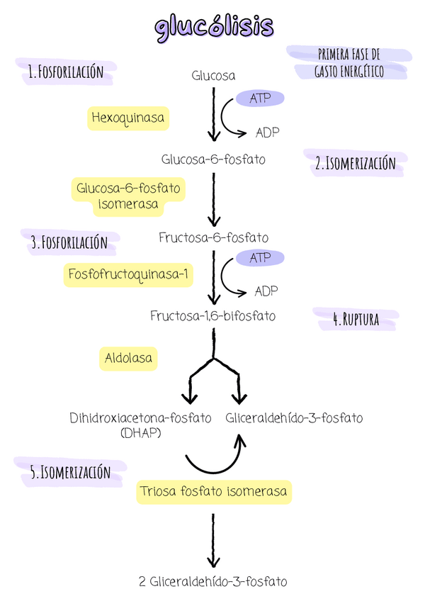 Miniatura del documento Esquema-Glucolisis.pdf