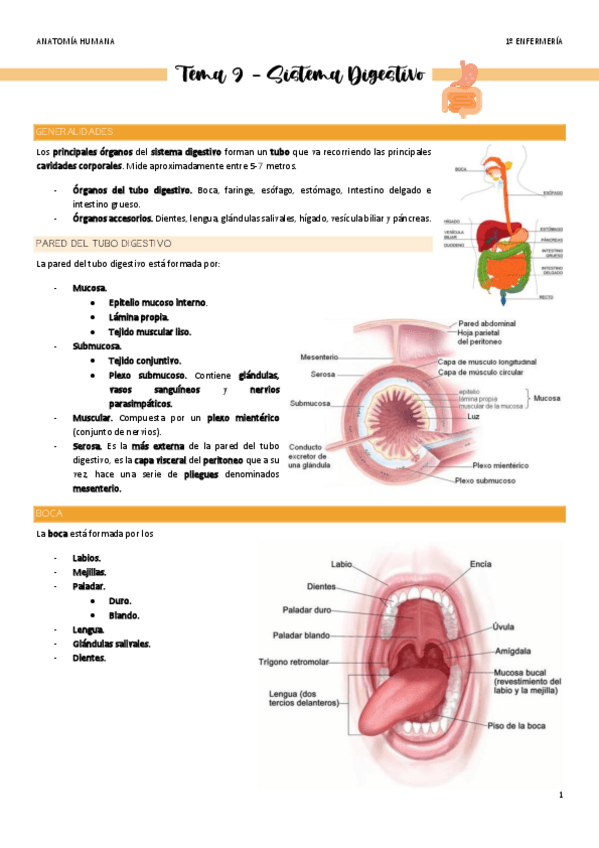 Miniatura del documento Tema-9-Sistema-Digestivo.pdf