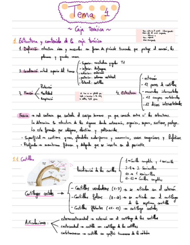 Miniatura del documento Apuntes-Anatomia-T4.pdf