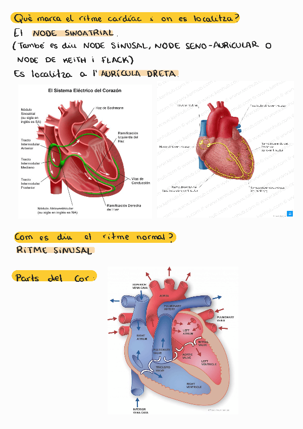 Miniatura del documento Parcial-2-2023-24-part-escrita-cardiac.pdf