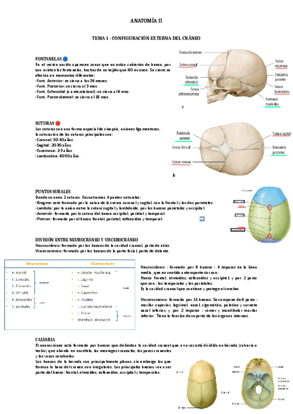 Miniatura del documento Tema-1.-Anatomia-II.pdf