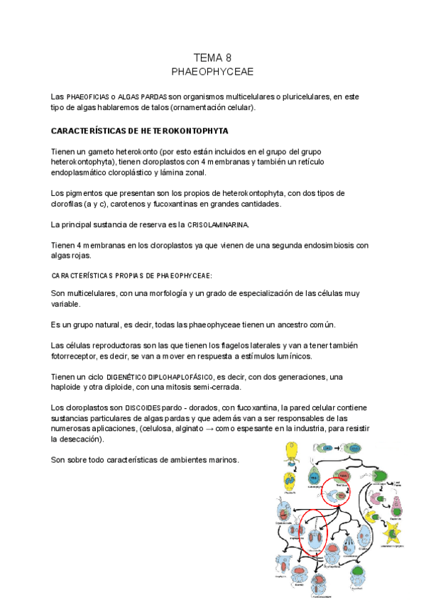 Miniatura del documento BOTANICA-MARINA-tema-8.pdf