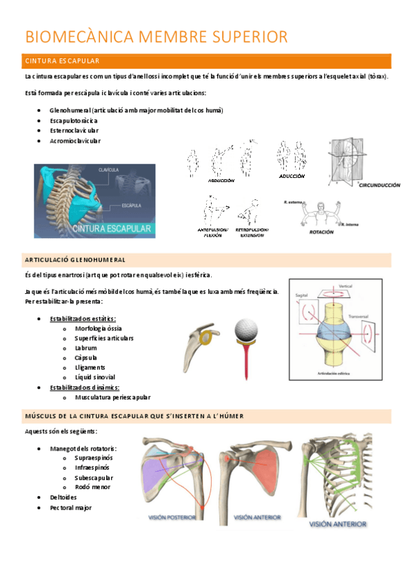Miniatura del documento Biomecanica-membre-superior.pdf