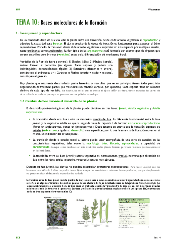 Miniatura del documento TEMA-10.pdf