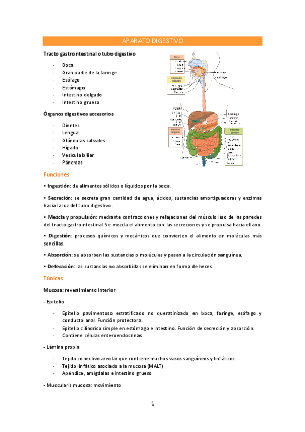 Miniatura del documento SISTEMA-DIGESTIVO.pdf