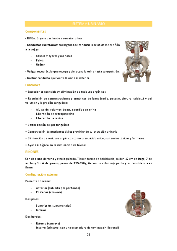 Miniatura del documento SISTEMA-URINARIO.pdf