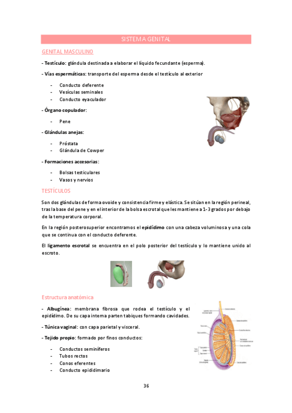 Miniatura del documento APARATO-REPRODUCTOR.pdf