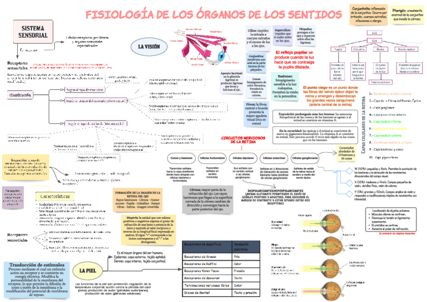Miniatura del documento Fisiologia-Organos-de-los-Sentidos-P1.pdf