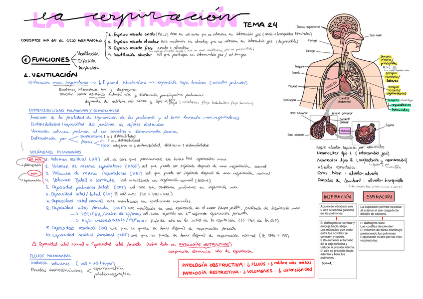 Miniatura del documento Tema-24.pdf