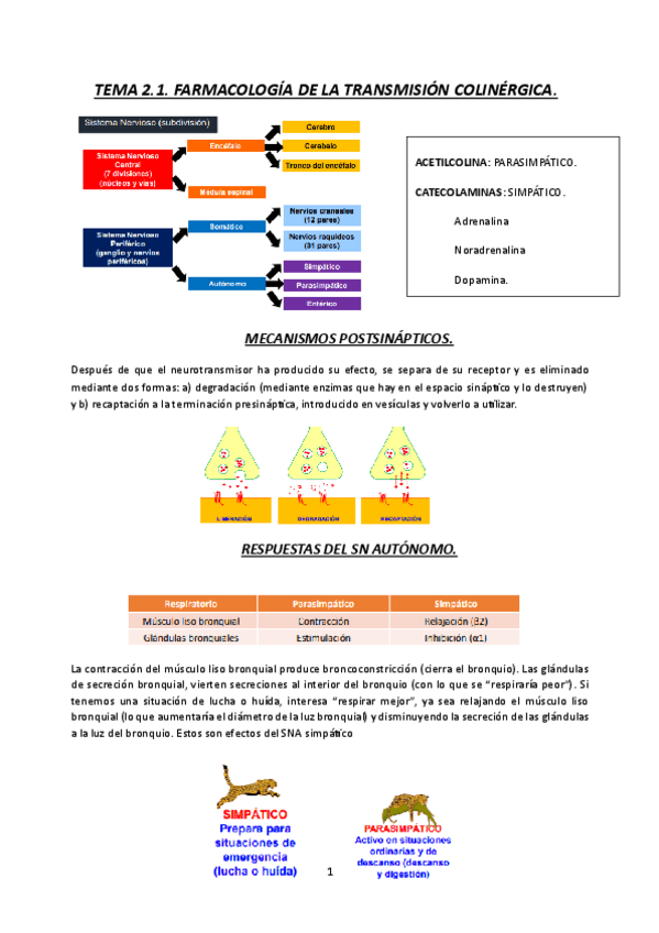 Miniatura del documento TEMA-2.1.-FARMACOLOGIA-DE-LA-TRANSMISION-COLINERGICA-23-24.pdf