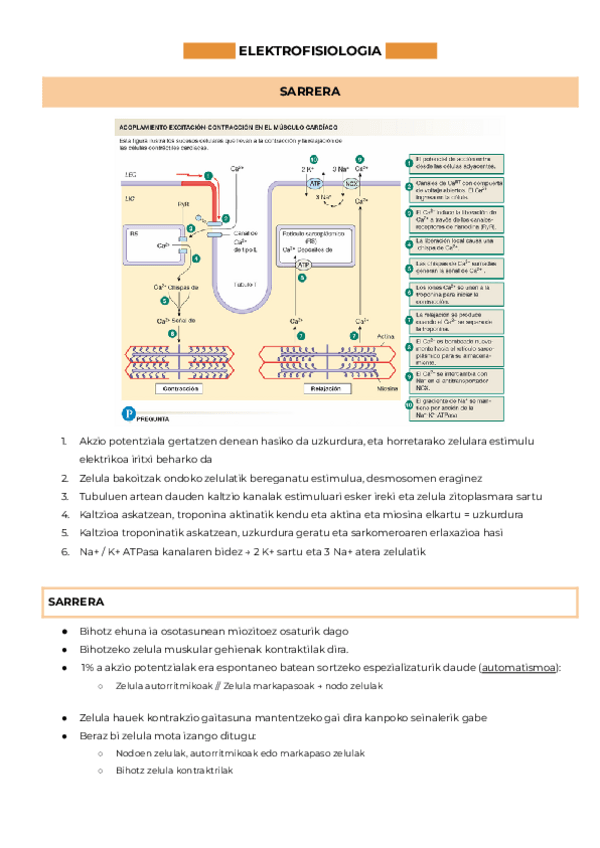 Miniatura del documento 10.UNITATEA-ELEKTROFISIOLOGIA-Documentos-de-Google.pdf