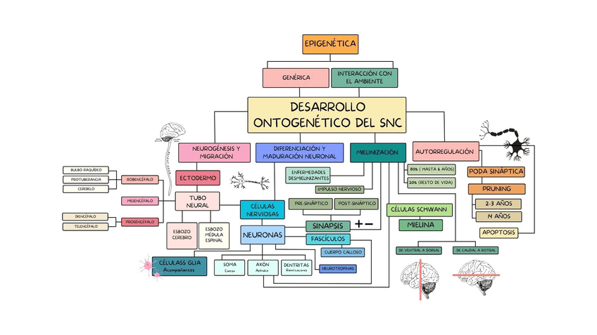 Miniatura del documento Mapa-conceptual-snc.jpg