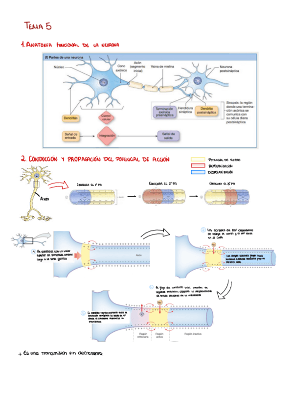 Miniatura del documento Biofisica-T5-6.pdf