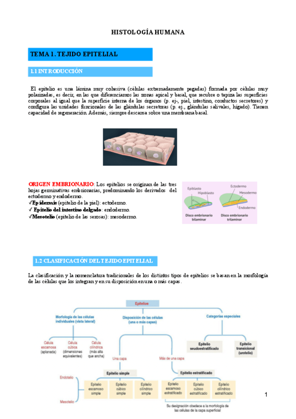 Miniatura del documento TEMA-1-TEJIDO-EPITELIAL.pdf