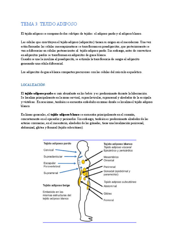 Miniatura del documento TEMA-3-TEJIDO-ADIPOSO.pdf