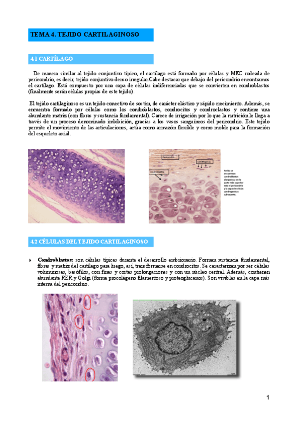 Miniatura del documento TEMA-4-TEJIDO-CARTILAGINOSO.pdf
