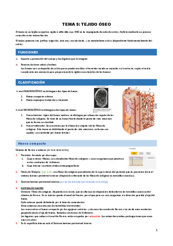 Miniatura del documento TEMA-5.-tejido-oseo.pdf