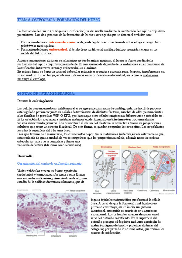 Miniatura del documento Tema-6-Osteogenesis.pdf