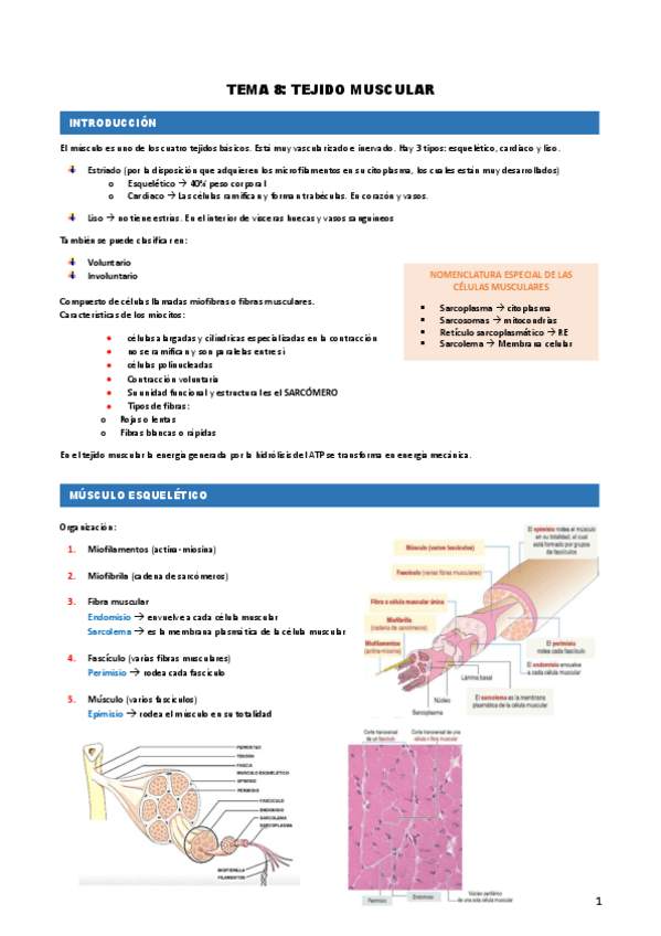 Miniatura del documento Tema-8.-Tejido-muscular.pdf