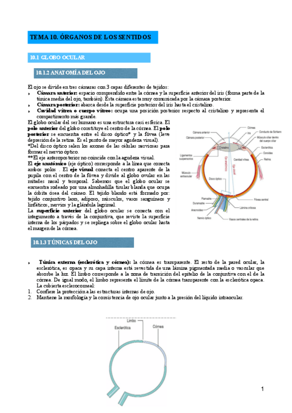 Miniatura del documento TEMA-10.-ORGANOS-DE-LOS-SENTIDOS.pdf