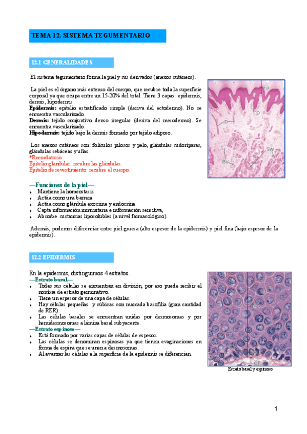Miniatura del documento TEMA-12.-SISTEMA-TEGUMENTARIO.pdf