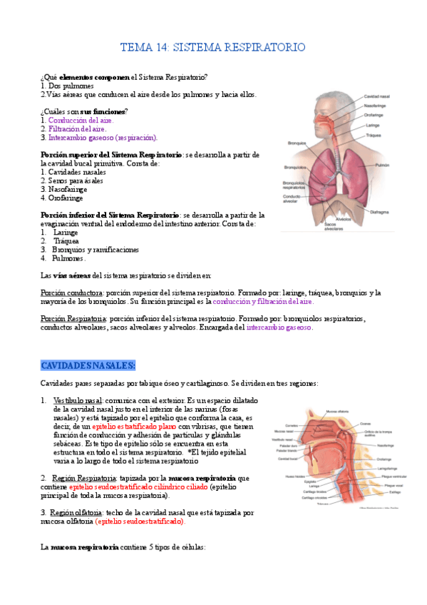 Miniatura del documento TEMA-14.SISTEMA-RESPIRATORIO.pdf
