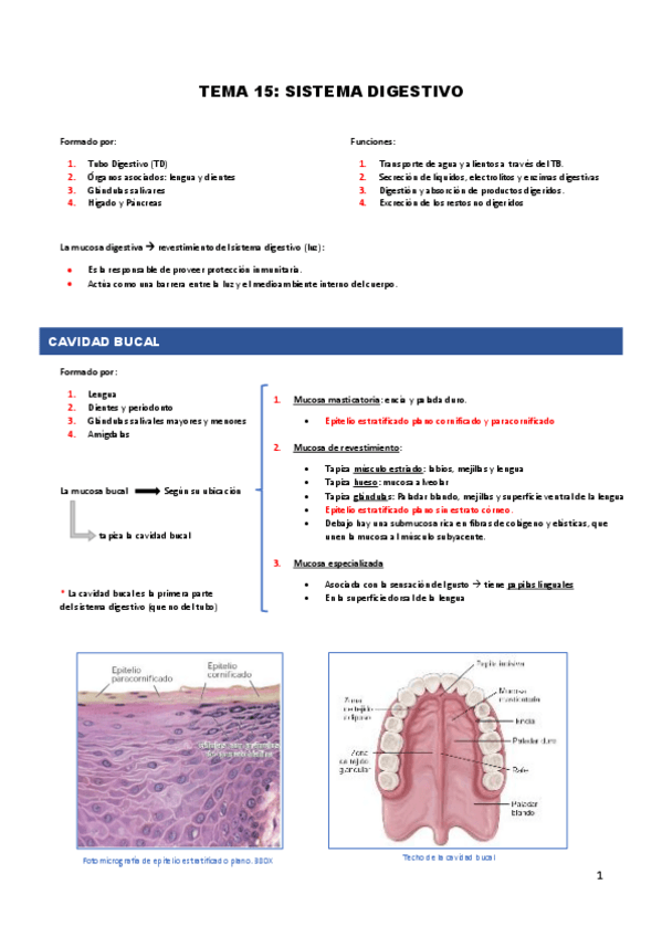 Miniatura del documento TEMA-15.-APARATO-DIGESTIVO-copia.pdf