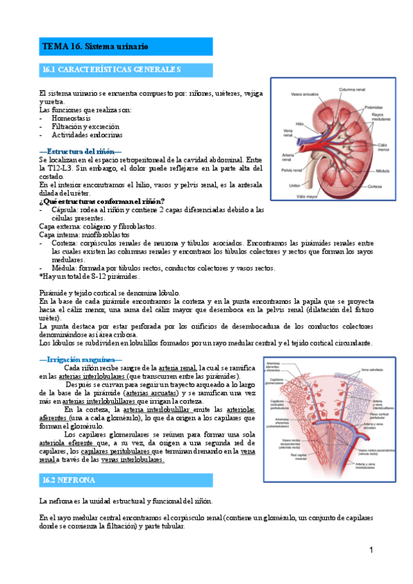 Miniatura del documento TEMA-16-Sistema-urinario.pdf