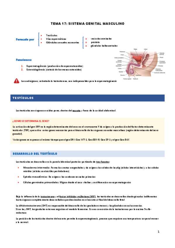 Miniatura del documento TEMA-17.-SISTEMA-GENITAL-MASCULINO.pdf