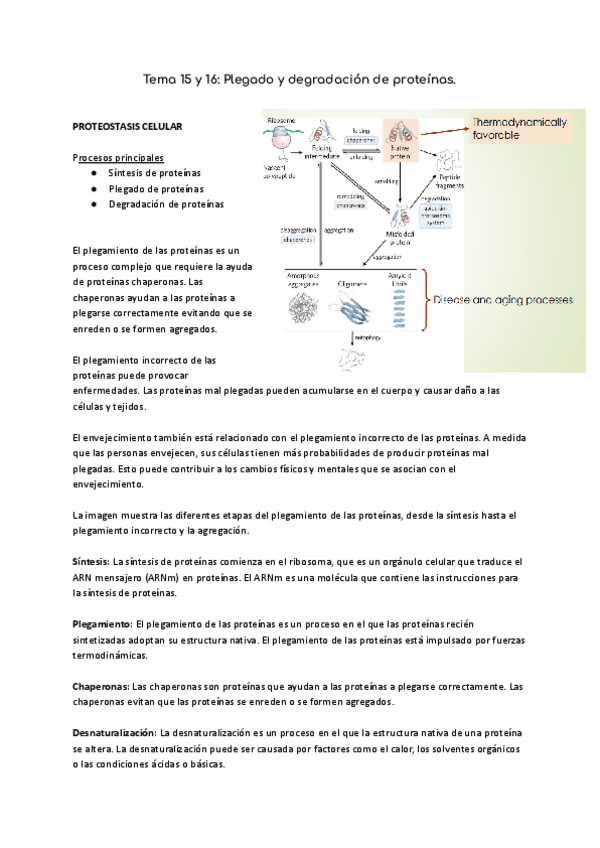 Miniatura del documento Tema-15-y-16-Plegado-y-degradacion-de-proteinas.pdf