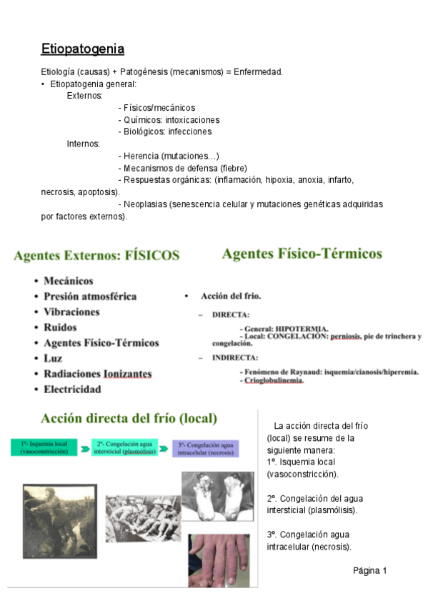Miniatura del documento Etiopatogenia.pdf
