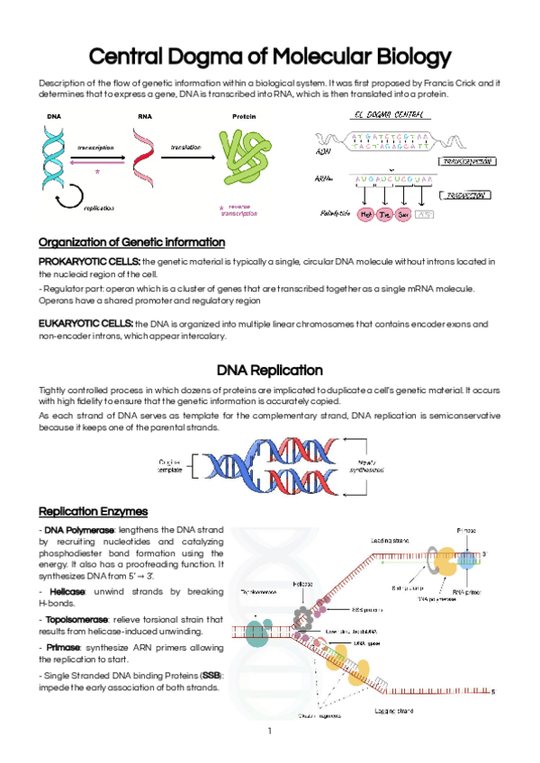 Miniatura del documento MCMCMB-CE1-Central-Dogma-of-Molecular-Biology.pdf