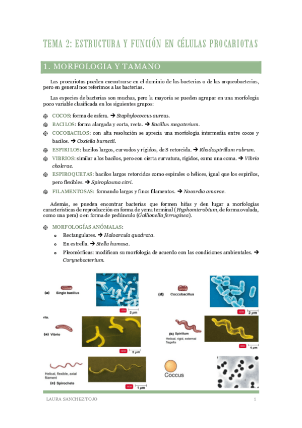 Miniatura del documento Tema-2-Estructura-y-funcion-en-celulas-procariotas.pdf