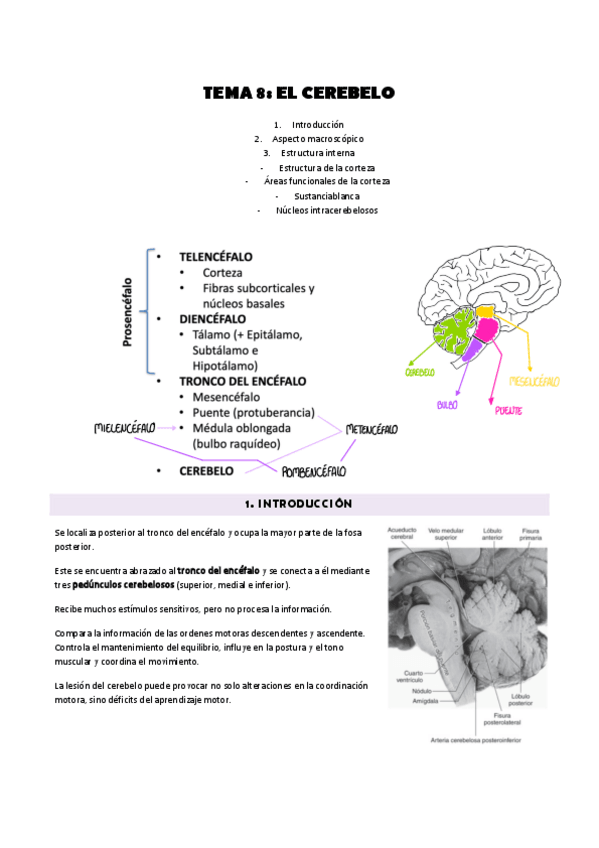 Miniatura del documento Tema-8 Anatomía.pdf
