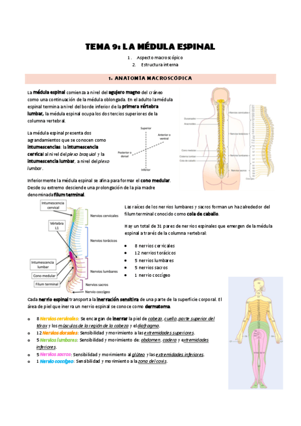 Miniatura del documento Tema-9 Anatomía.pdf