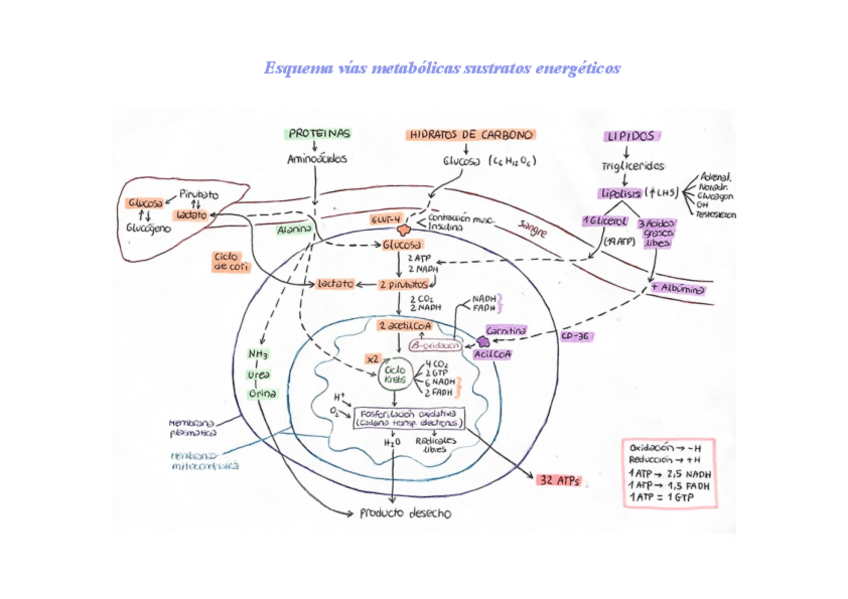 Miniatura del documento Esquema-vias-metabolicas-sustratos-energeticos.pdf