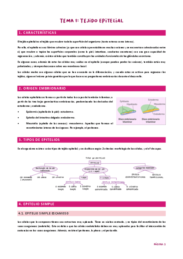 Miniatura del documento Tema 1. Epitelial HH UJA.pdf