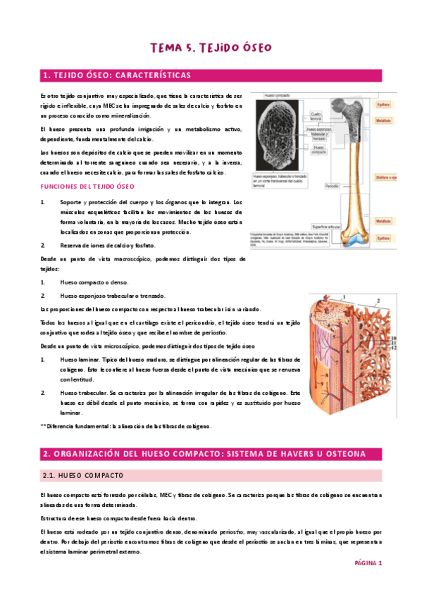 Miniatura del documento Tema 5. Tej óseo HH UJA.pdf
