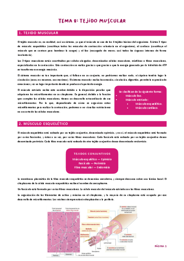 Miniatura del documento Tema 8. Muscular HH UJA.pdf