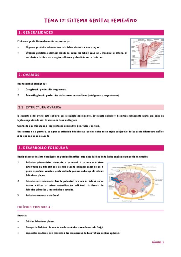 Miniatura del documento Tema 17. Genital fem. HH UJA.pdf