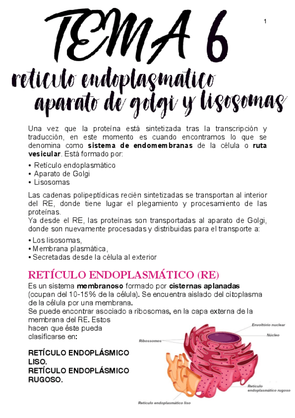 Miniatura del documento APUNTES-T6-BIOLOGIA-RET.-ENDOPLASMATICO-APARATO-DE-GOLGI-Y-LISOSOMAS.pdf