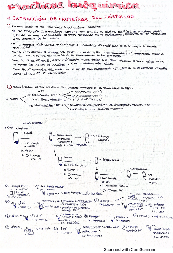 Miniatura del documento Practicas-bioquimica.pdf