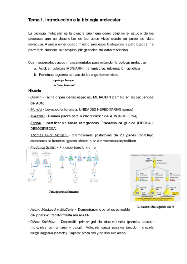 Miniatura del documento Biologia-molecular-antes-parcial.pdf