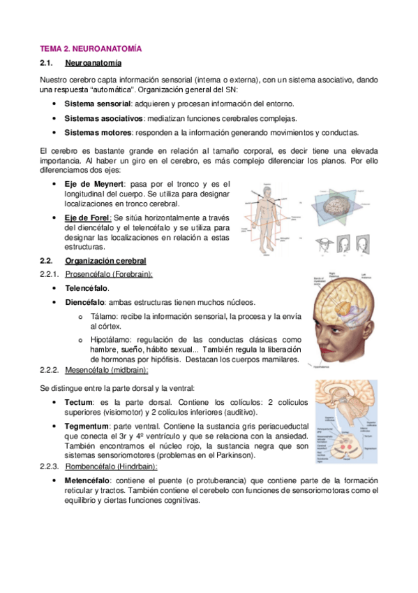 Miniatura del documento 2.-Neuroanatomia.pdf