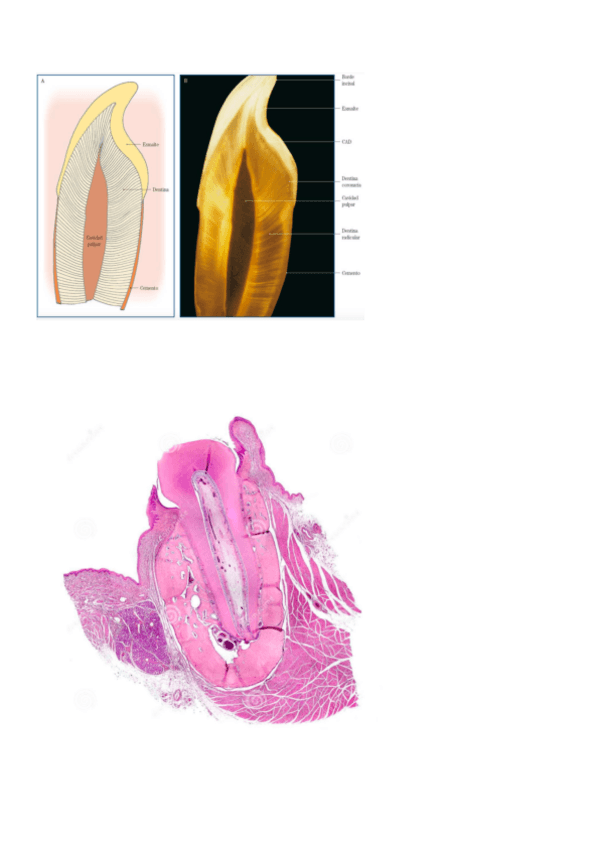Miniatura del documento imagenes-examen.pdf