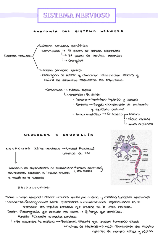 Miniatura del documento ANATOMIA-APUNTES-TEMA-9-SISTEMA-NERVIOSO.pdf
